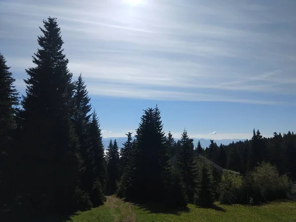 Alberi Magici Nella Foresta Durante Giornata Sole Slovacchia — Foto Stock