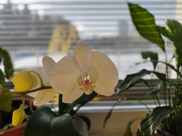 Mooie Witte Orchideeën Het Raam — Stockfoto