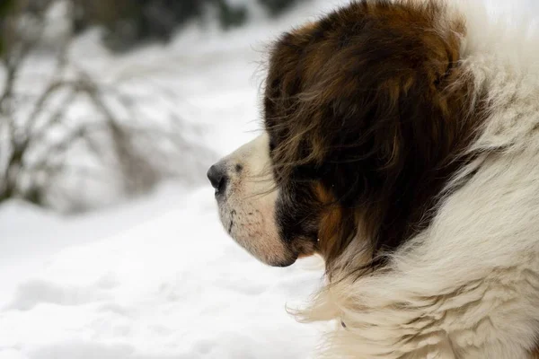 Cão Desfrutando Neve Inverno Eslováquia — Fotografia de Stock