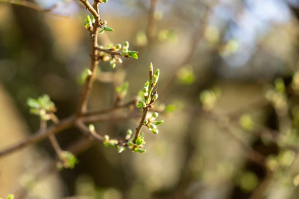 Flores Primavera Nos Ramos Uma Árvore — Fotografia de Stock