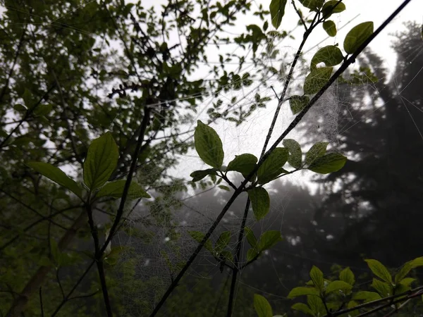 Natuurlijke Groene Achtergrond Van Groene Bladeren — Stockfoto