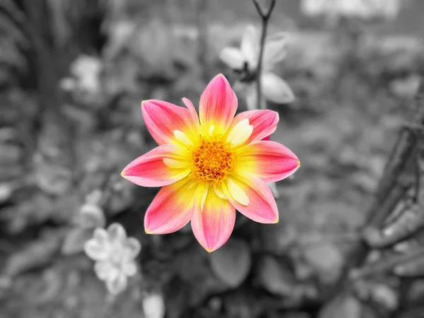 Arka Planda Güzel Bir Çiçek — Stok fotoğraf