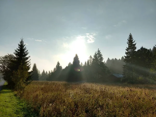 Podzimní Stromy Lese Slovensko — Stock fotografie