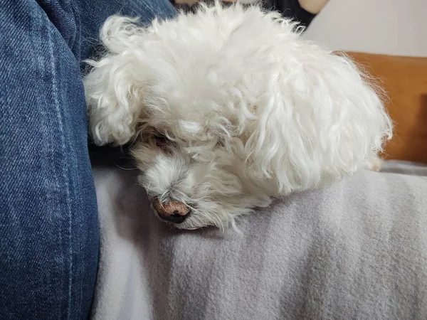 Ower Con Perro Pequeño Blanco Casa — Foto de Stock