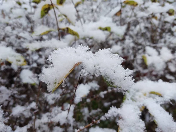 Natur Täckt Snö Vintern Slovakien — Stockfoto
