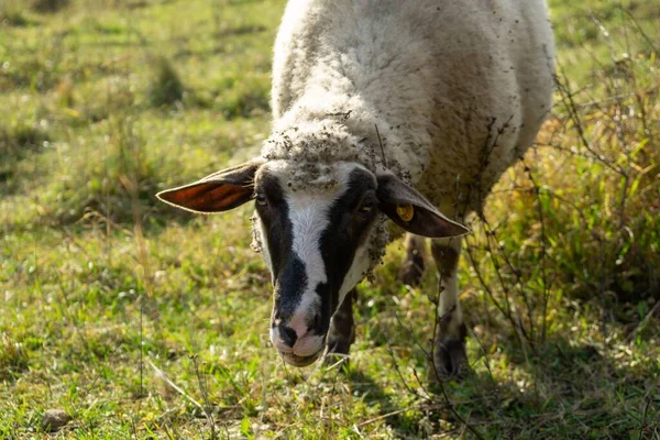 春にスロバキアの羊と畑 — ストック写真