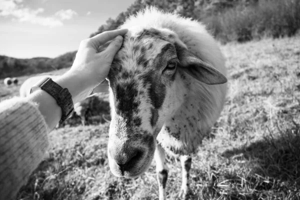 Får Betar Grön Äng — Stockfoto