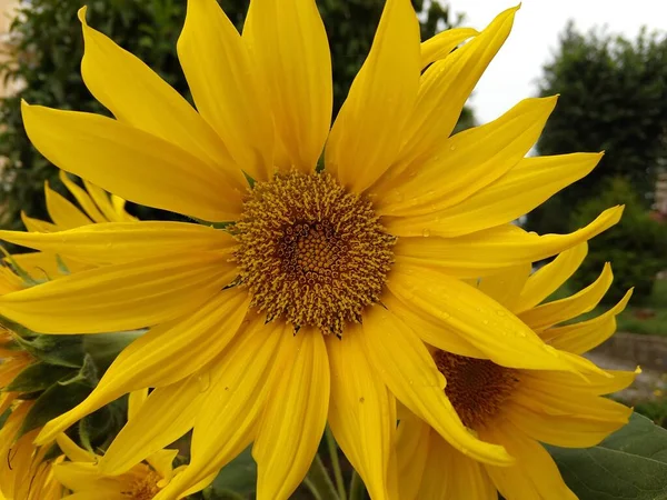 Żółte Kwiaty Ogrodzie Tle Zbliżenie — Zdjęcie stockowe