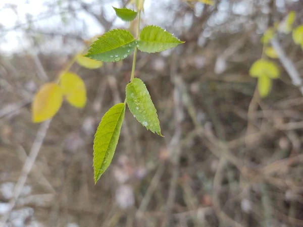 Grüne Blätter Garten Nahaufnahme — Stockfoto