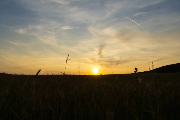 Χωράφι Σιτάρι Ηλιοβασίλεμα Χρυσά Ώριμα Αυτιά Σίκαλης — Φωτογραφία Αρχείου