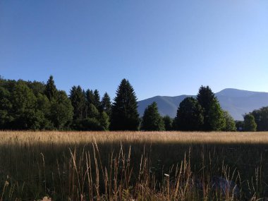 Slovakya ormanlarında köknar ağaçları ve göl