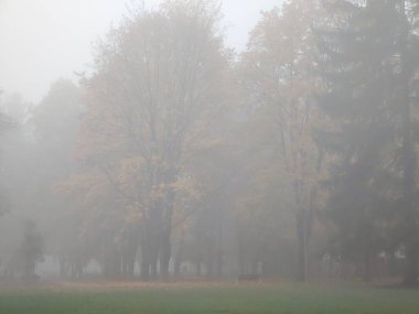 Slovakya, parkta sonbahar ağaçları