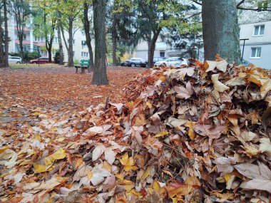 Ormandaki ağaçlar ve patikalar. Slovakya