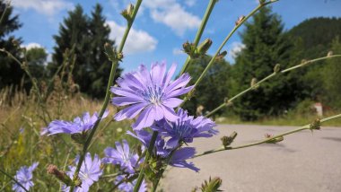 Tarlada renk çiçekleri yakın çekim