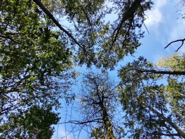 Gündüz vakti ormanda yeşil ağaçlar.