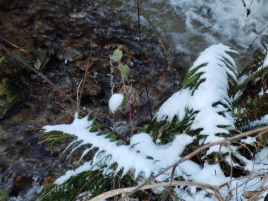 Kış doğası karla kaplı