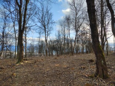 Güneşli bir günde ormanda ağaçlar. Slovakya