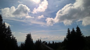 Güneşli bir günde ormanda sihirli ağaçlar. Slovakya