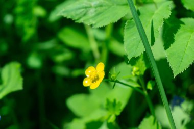 Güzel çiçekler. Yakın çekim. 
