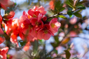 Ağaçtaki güzel çiçekler, yakın.