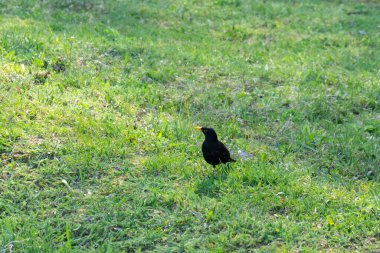 Çayırdaki güzel kuş ve yeşil çimenler. Slovakya