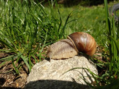 Arka planda salyangoz hayvanı. Slovakya