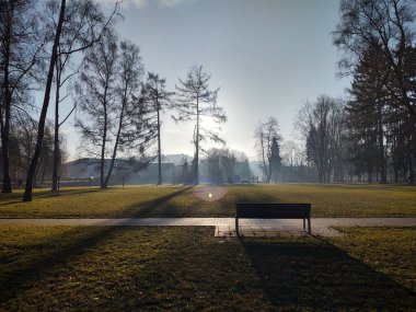 Güneşli bir günde ormanda ağaçlar. Slovakya