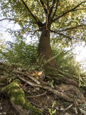 Ormandaki ağaçlar ve patikalar. Slovakya