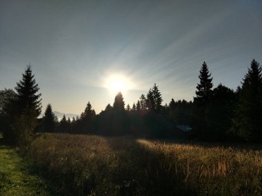 Ormanda sonbahar ağaçları, Slovakya