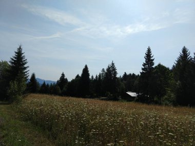 Slovakya 'da ormandaki köknar ağaçları