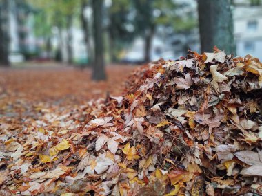Ormandaki ağaçlar ve patikalar. Slovakya