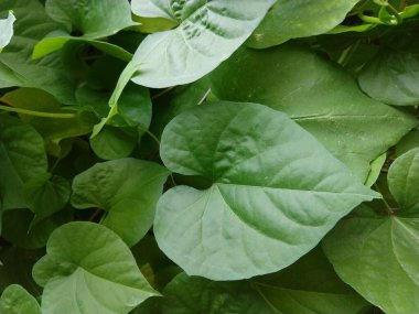 yemyeşil bitki yapraklarını yakın çekim