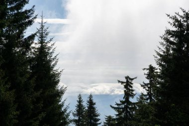  Yaz ormanlarında ağaçlar, Slovakya