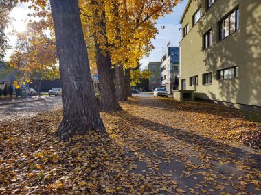 Arka planda güzel bir sonbahar parkı