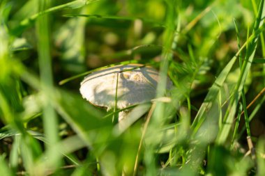 Çayırın arka planında mantar var. Slovakya