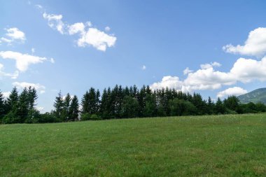 Yeşil dağ çayırı manzarası