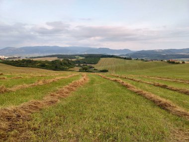 Ağaçları ve dağları olan bir çayır. Slovakya
