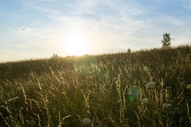 Gün batımında güzel bir buğday tarlası manzarası