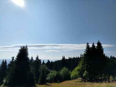 Slovakya 'da ormandaki köknar ağaçları