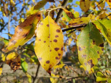 Arka plan üzerinde Close-Up sonbahar yaprakları
