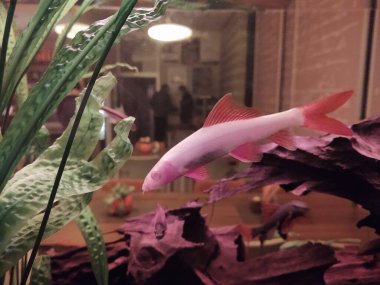 tatlı su akvaryumunda akvaryum balığı