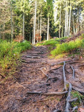 Ormandaki ağaçlar ve patikalar. Slovakya