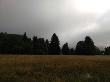 Slovakya 'da ormandaki köknar ağaçları