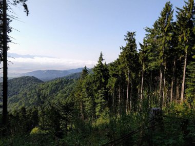 Slovakya 'da ormandaki köknar ağaçları