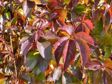 Arka plan üzerinde Close-Up sonbahar yaprakları