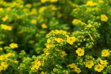 Bahçedeki güzel çiçekler. Yakın çekim.