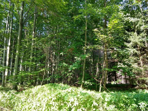 晴れた日に森の中の木 スロバキア — ストック写真