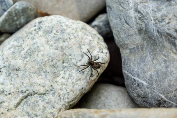 Araña Sobre Fondo Naturaleza Cerca —  Fotos de Stock