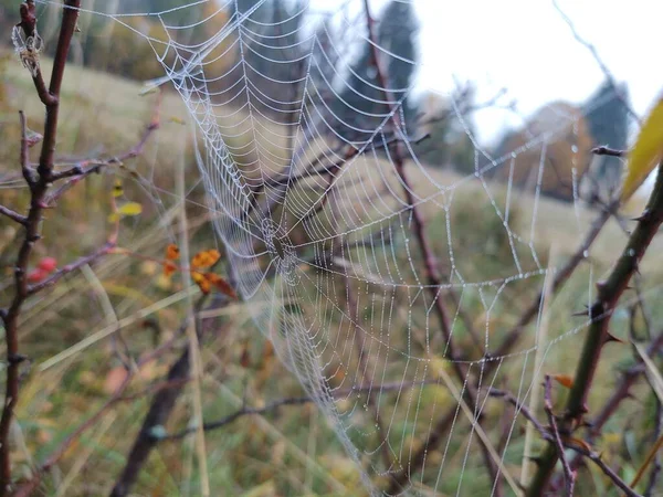 Spinnennetz Frühlingsfeld — Stockfoto