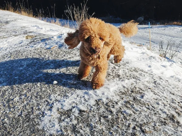 Schattig Hond Straat Straat Dag Tijd — Stockfoto